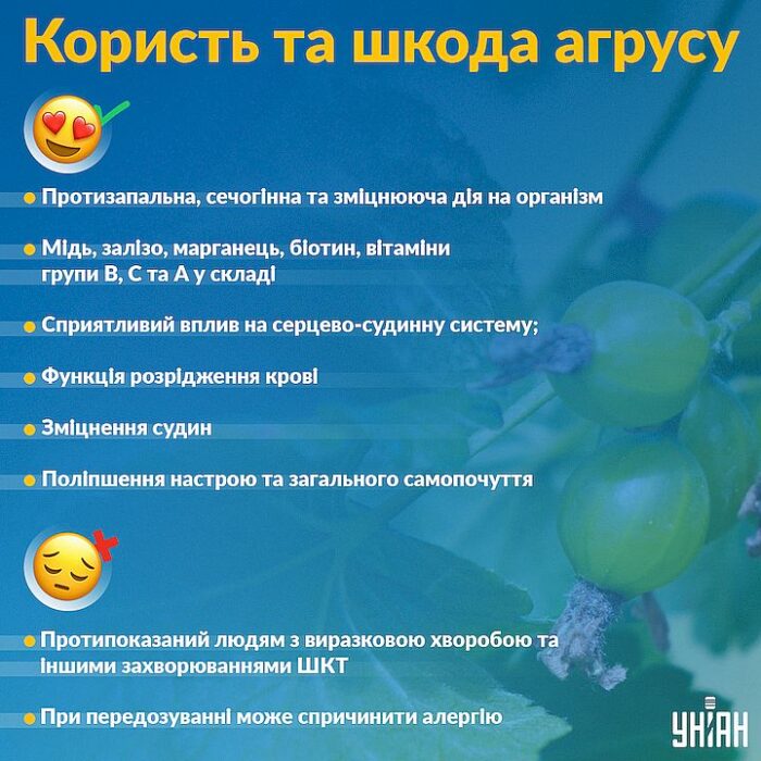 Кому можна та не можна вживати агрус