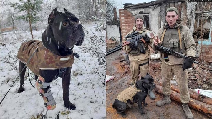 легендарний пес Вася