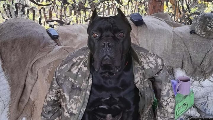 легендарний пес Вася