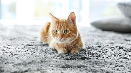 Як зібрати шерсть із килима