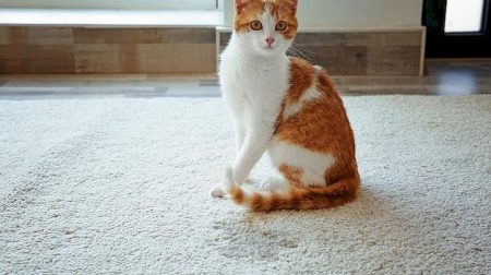 котячий туалет