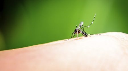 чому кусають комарі